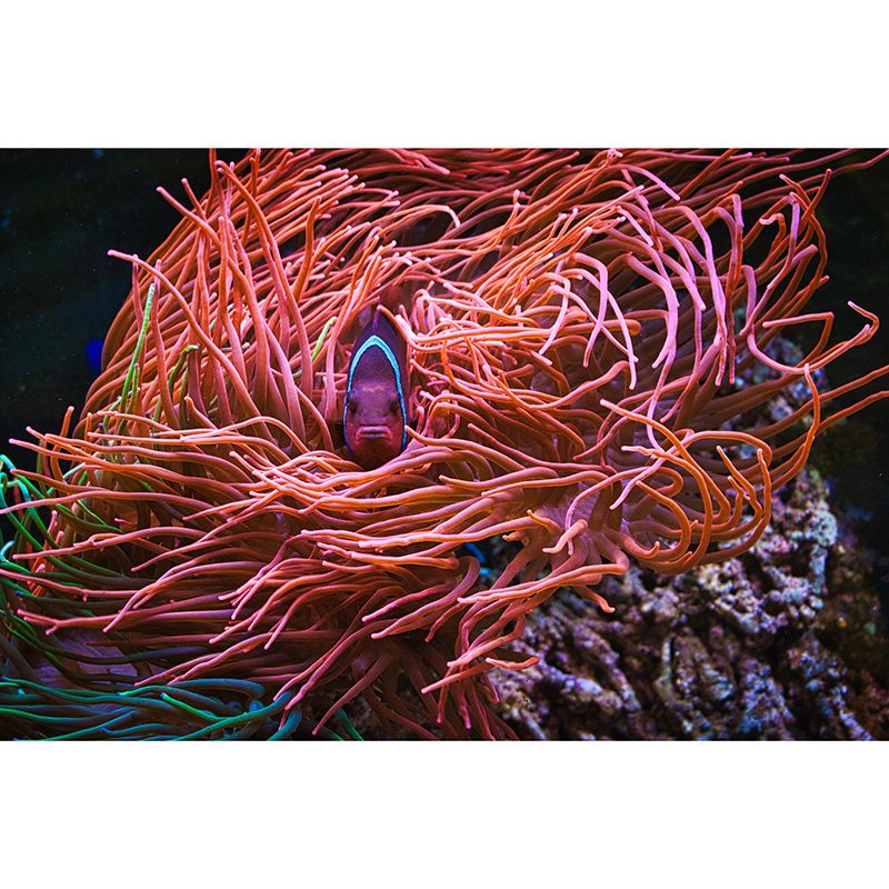 Coastal Fancy Wall Mural Fish Pattern Living Room Wall Mural