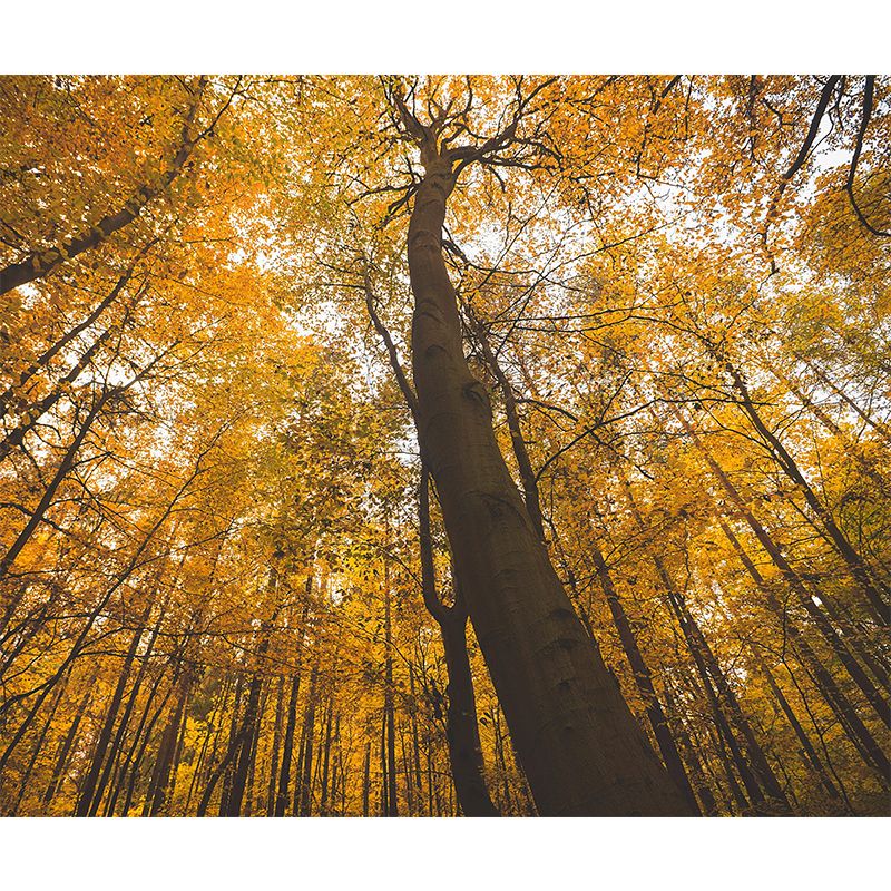 Modern Style Forest Wall Mural Wallpaper Photography Mildew Resistant for Wall Decor