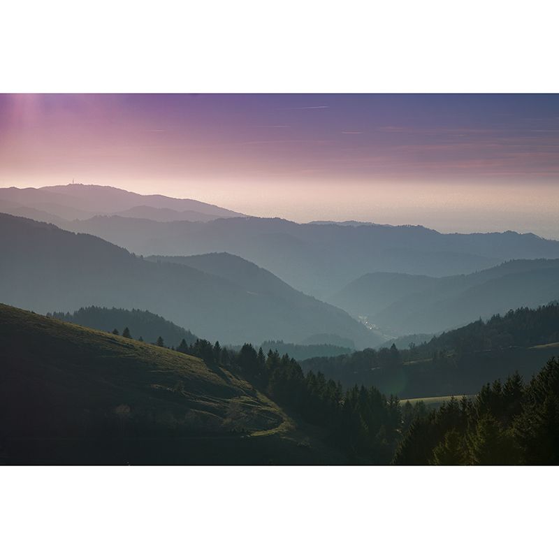 Photography Stain Resistant Wallpaper Forest Living Room Wall Mural