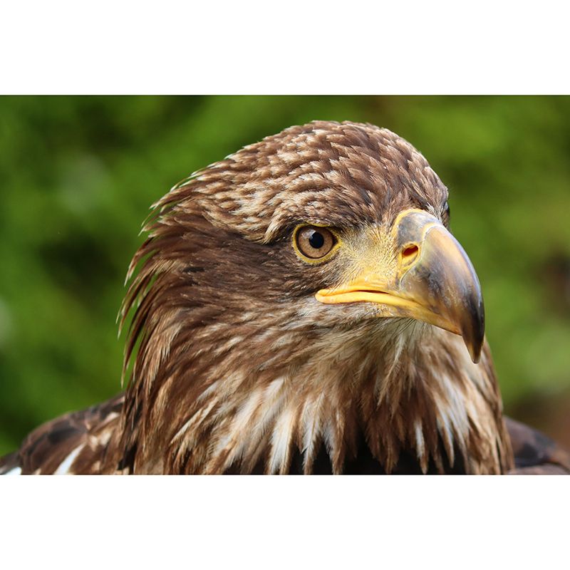 Customized Golden Eagle Mural Horizontal Photography for Sleeping Room Decoration