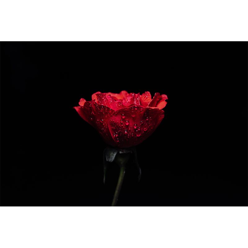 Photography Stain Resistant Wall Mural Wallpaper Roses Sitting Room Wall Mural