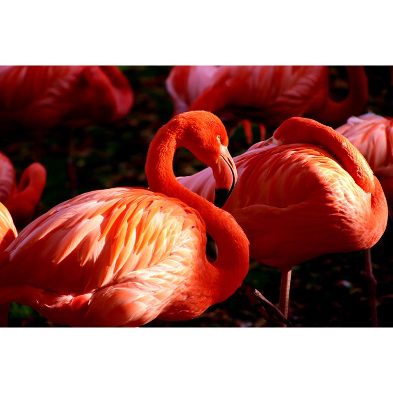 Flamingo Wall Mural for Sitting Room Water Resistant Wall Decor, Made to Measure