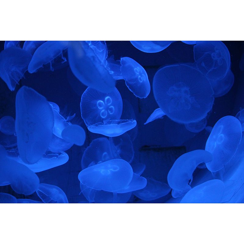 Sea Creatures Wall Mural Personalized Minimalist Wall Covering for Living Room