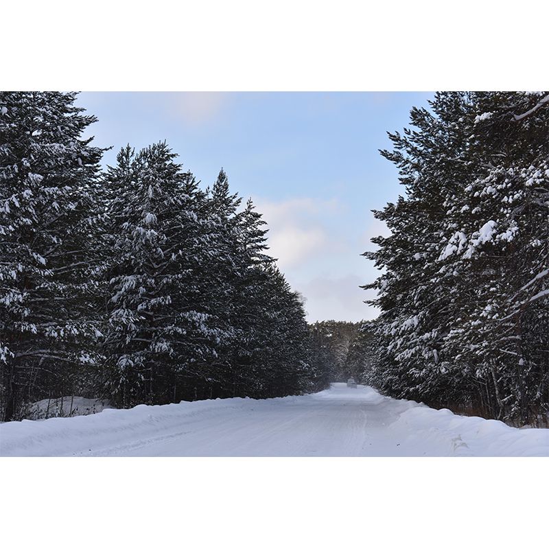 Eco-friendly Photography Forest Landscapes Mural Wallpaper for Decoration