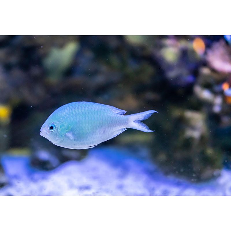 Environment Friendly Mural Wallpaper Tropical Beach Style Mural for Decoration