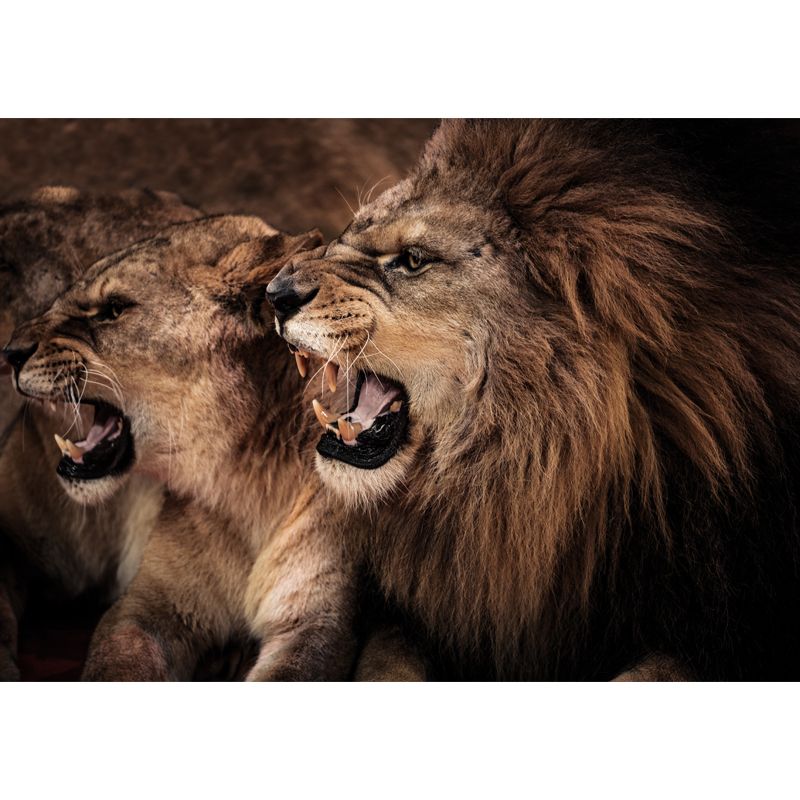 Big Roaring Lions Wall Mural Brown Non-Woven Fabric Wall Decor, Washable, Custom Made
