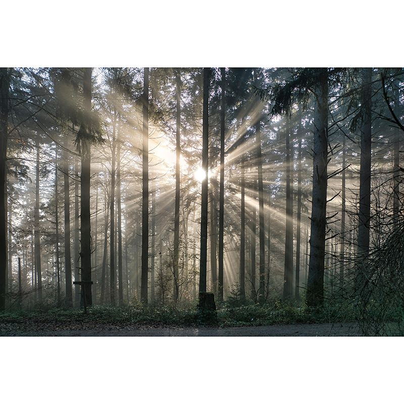 Forest Landscapes Mural Contemporary Mildew Resistant Wall Covering for Bathroom