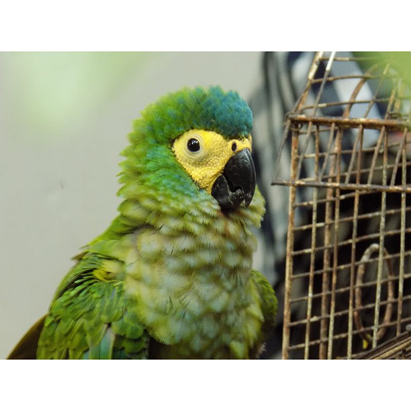 Tropical Cute Parrot Wall Covering for Exhibition Hall Decor, Made to Measure