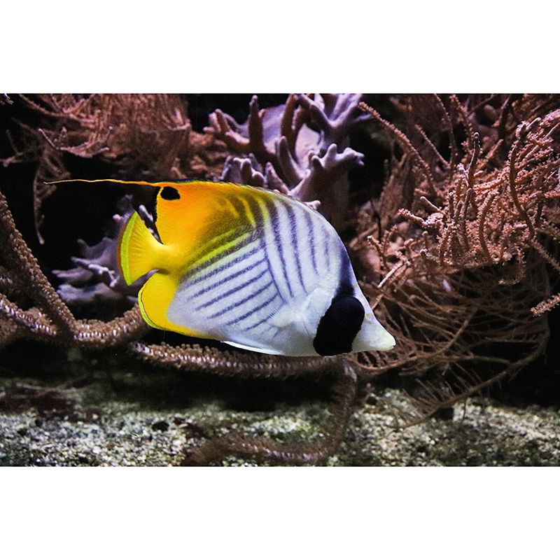 Customized Photography Seabed Wall Mural Eco-friendly Wallpaper Wall Art