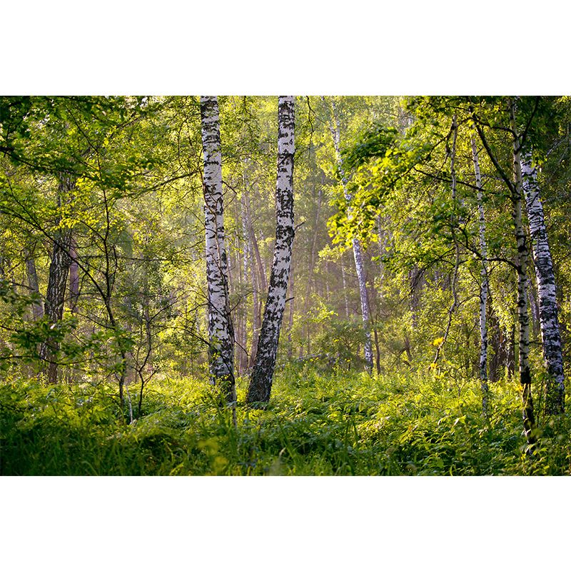 Forest Minimalism Style Mural Wallpaper for Living Room Bedroom, Waterproofing