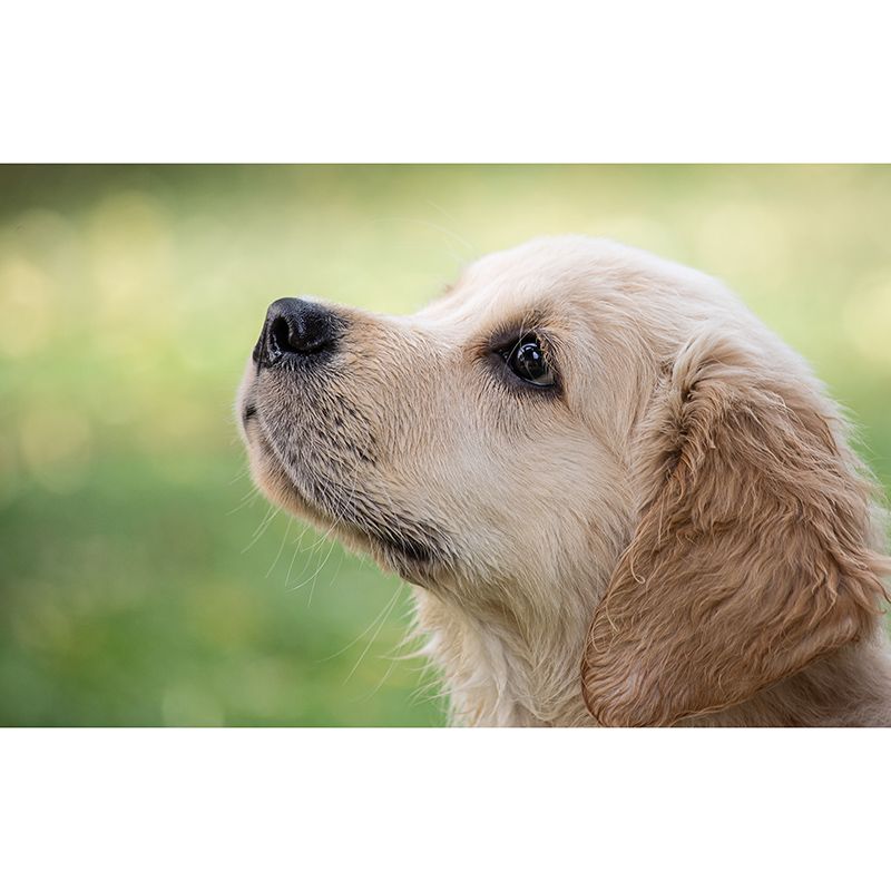 Washable Stain Resistant Wall Mural Wallpaper Pets Sitting Room Wall Mural