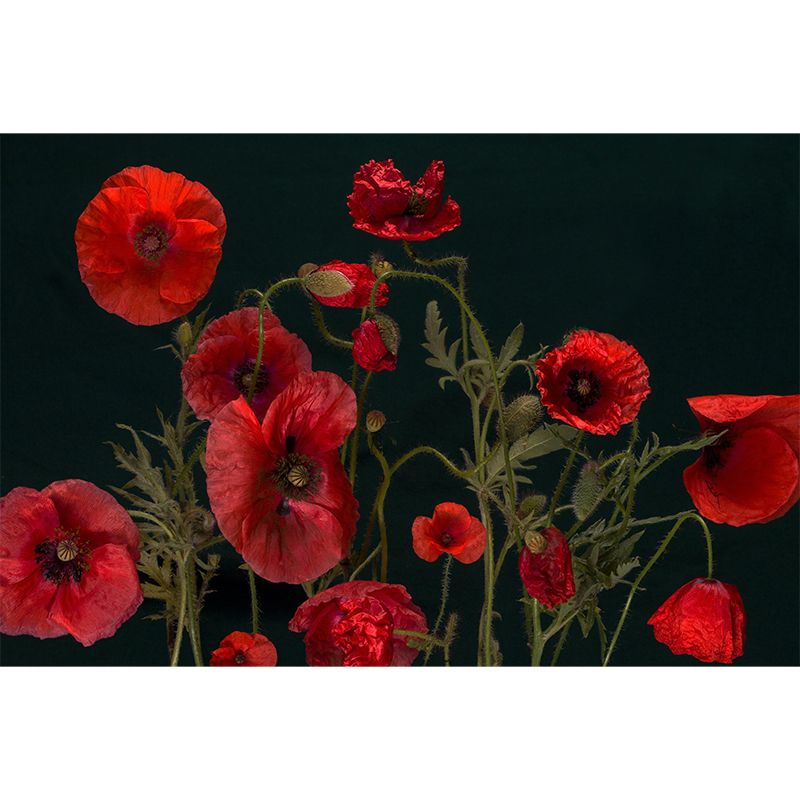 Customized Blooming Poppies Mural Wallpaper Contemporary for Guest Room Decor