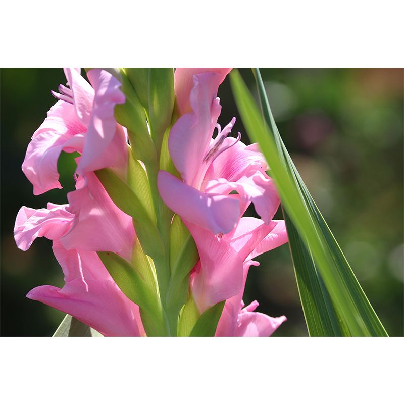 Romantic Gladiolus Murals Wallpaper Modern Wall Covering Decorative girls Room Mural