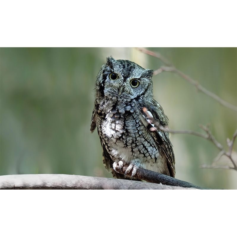 Horizontal Photography Owl Wall Mural Decorative Mildew Resistant for Living Room