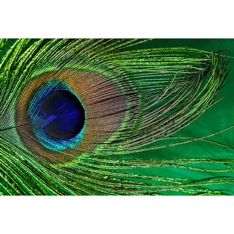 Minimalism Peacock Feather Wall Murals Moisture Resistant Wall Covering for Bedroom