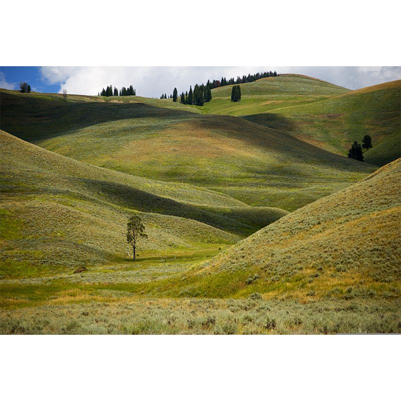 Photography Pattern Mildew Wall Mural Grassland for Living Room