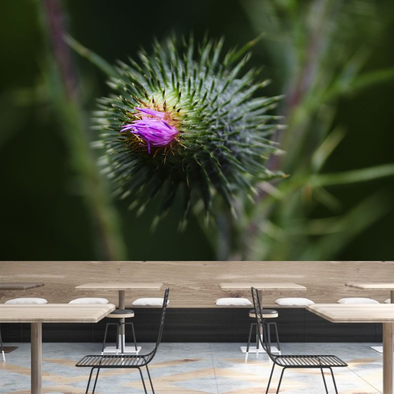 Cirsium Plant Wall Mural for Reading Room Decoration, Moisture Resistant