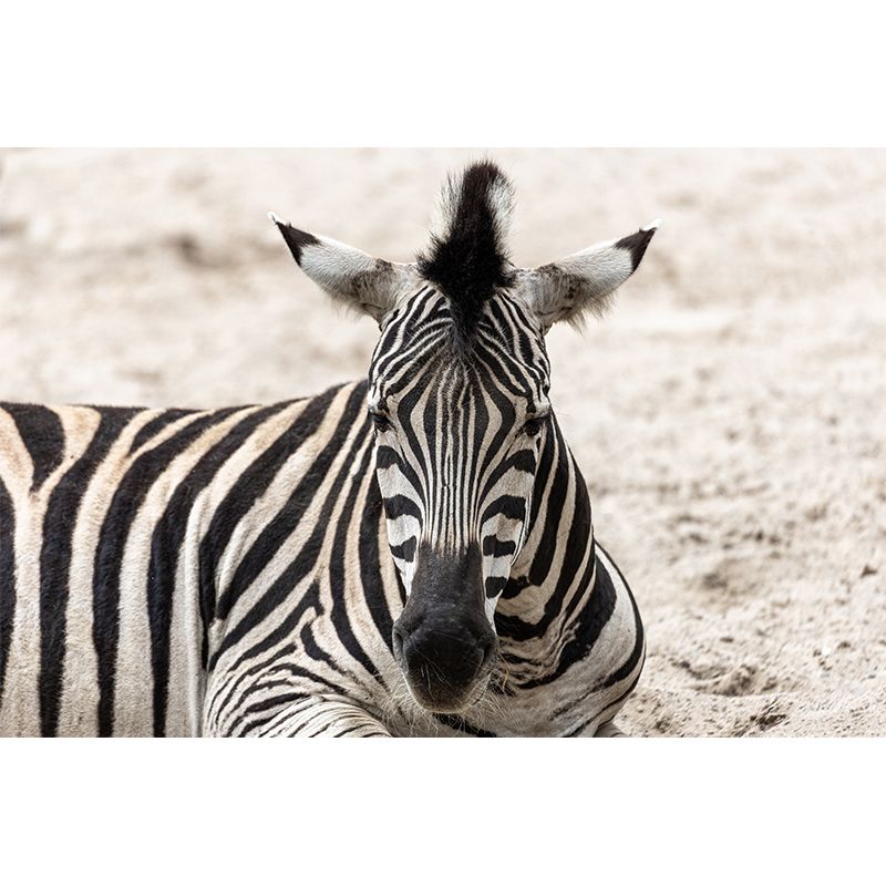 Black and White Zebra Mural for Sleeping Room Waterproof, Made to Measure