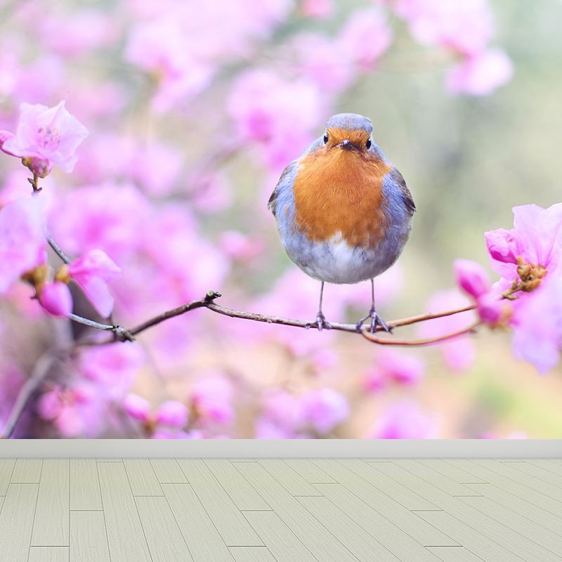 Lovely Robin Wall Paper Murals Contemporary Style Photography for Home Decor