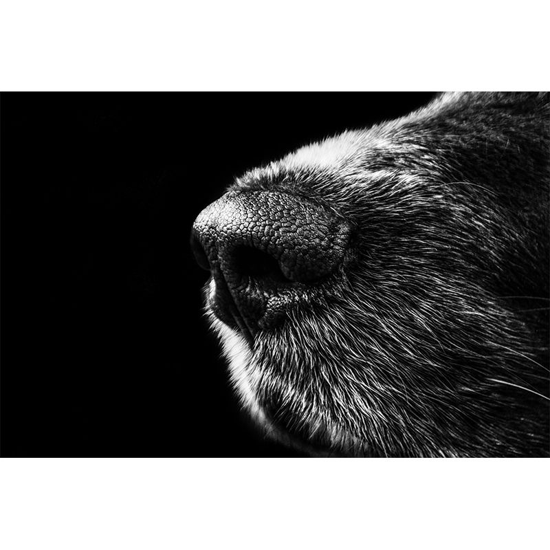 Customized Dog Nose Wall Mural Wallpaper Horizontal Photography for Sitting Room