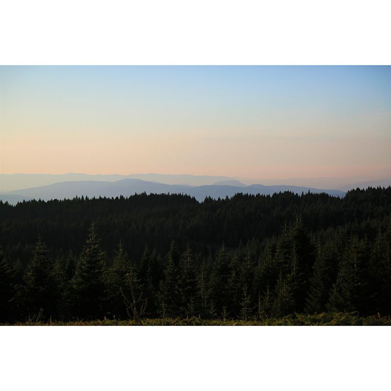 Forest Mural Customized Contemporary Photography Bedroom Wall Mural