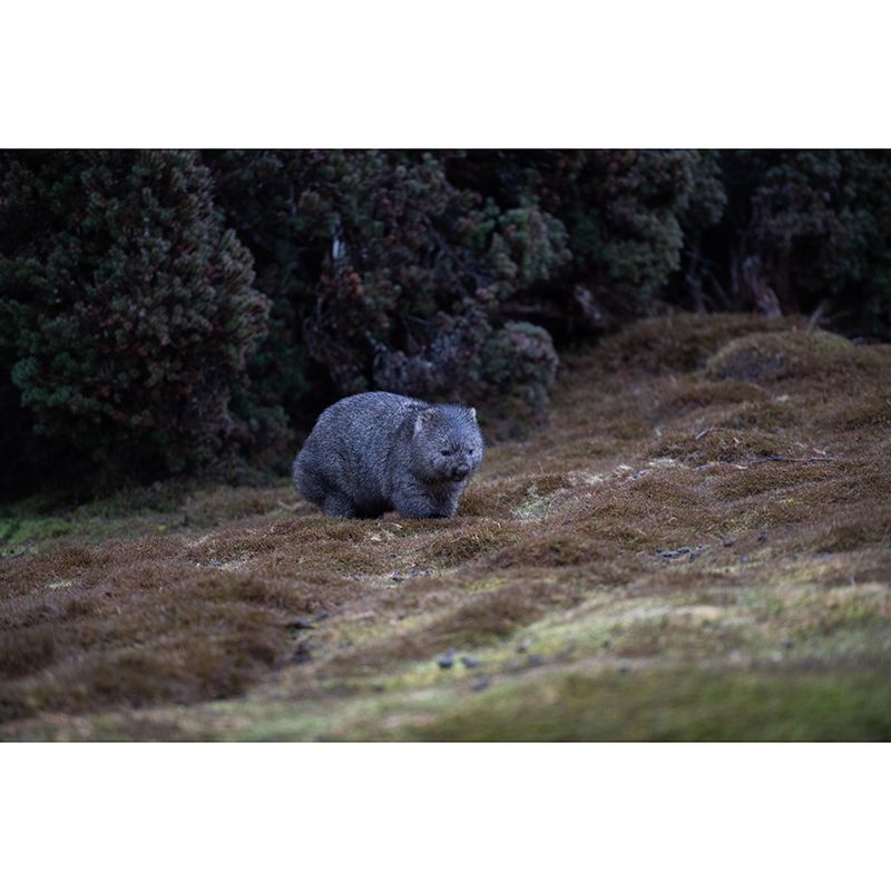 Customized Koala Wall Mural Horizontal Photography for Sleeping Room Decoration