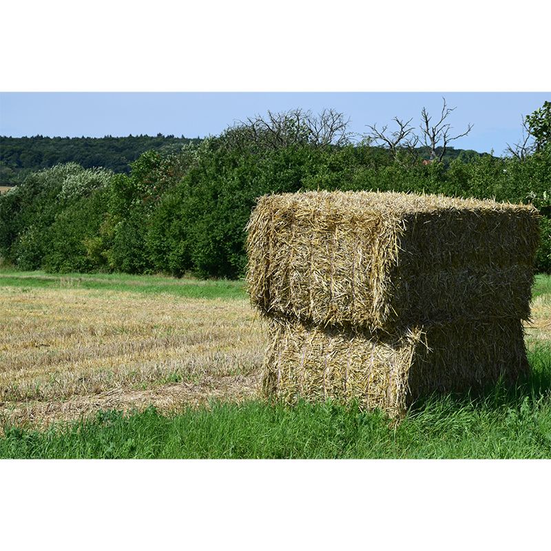 Photography Straw Bale Mural Wall Decor Mildew Resistant for Bedroom