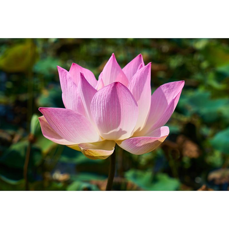 Lotus Flower Murals for Living Room Personalized Wall Decor, Moisture Resistant