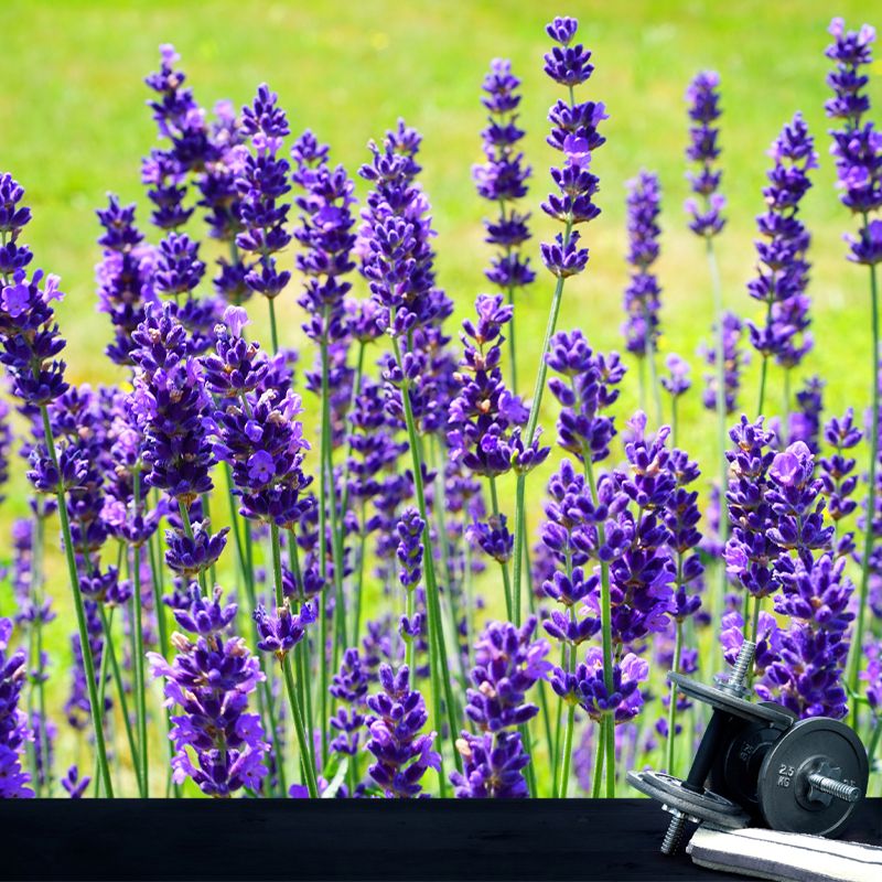 Blooming Lavender Wall Mural Decal for Living Room Bedroom, Stain Resistant