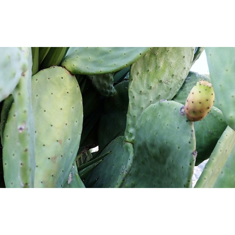 Green Cactus Water Resistant Plant Wall Decor for Living Room, Personalized Size