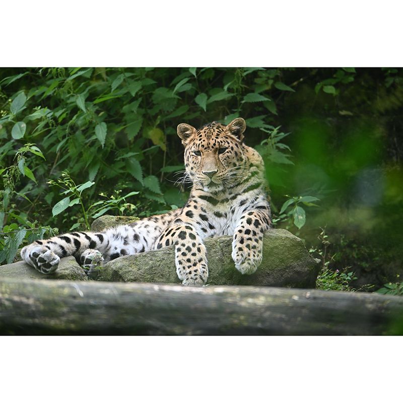 Amur Leopard Mural Decal Eco-friendly Wallpaper Customized Wall Covering for Sitting Room