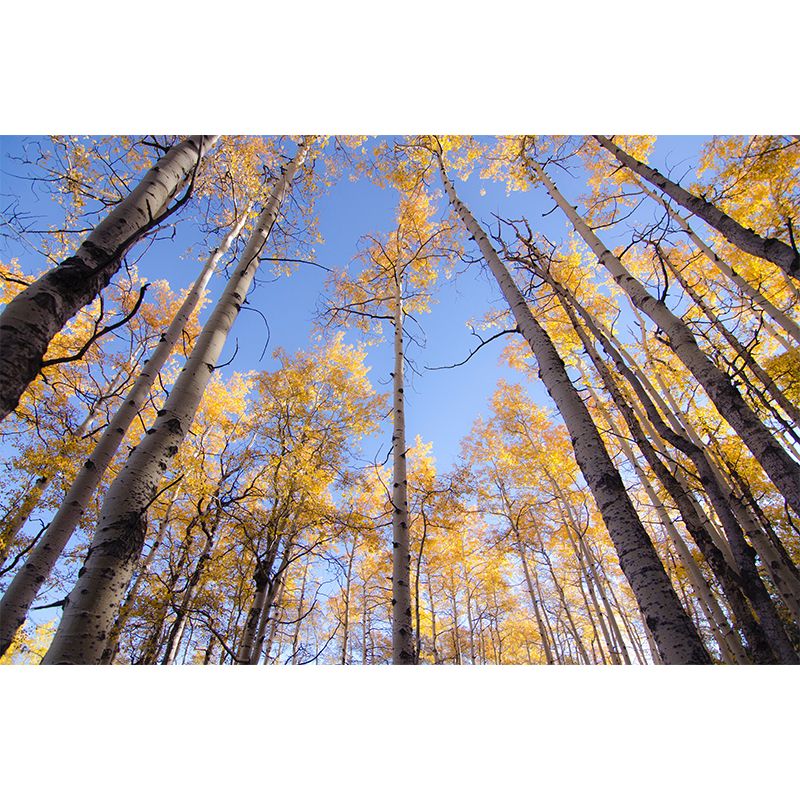 Forest Scenery Wall Mural for Living Room Bedroom Decoration, Made to Measure