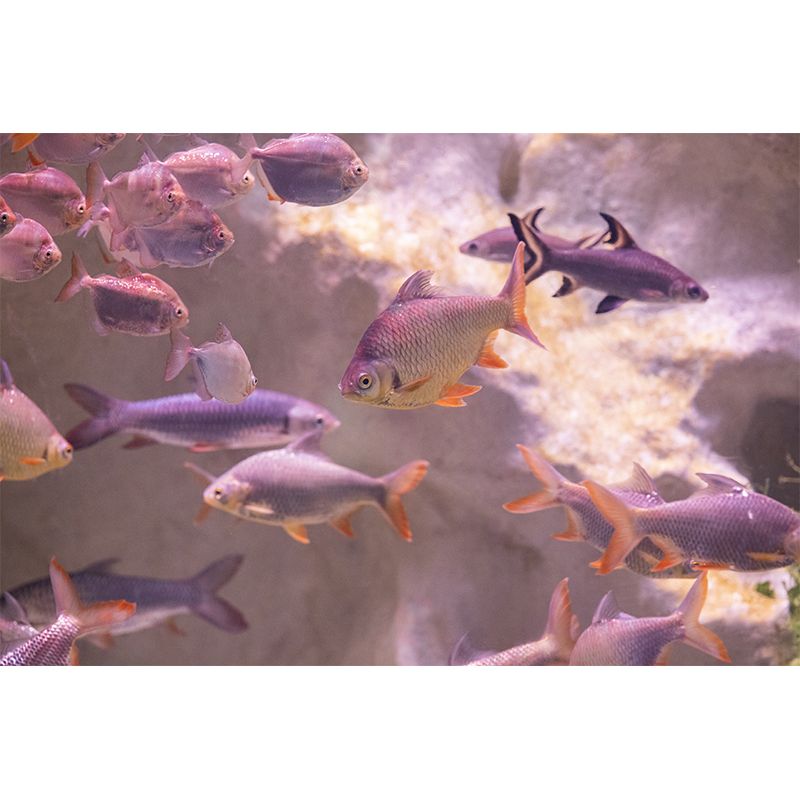 Tropical Underwater World Wallpaper Murals Water Resistant, Personalised Size