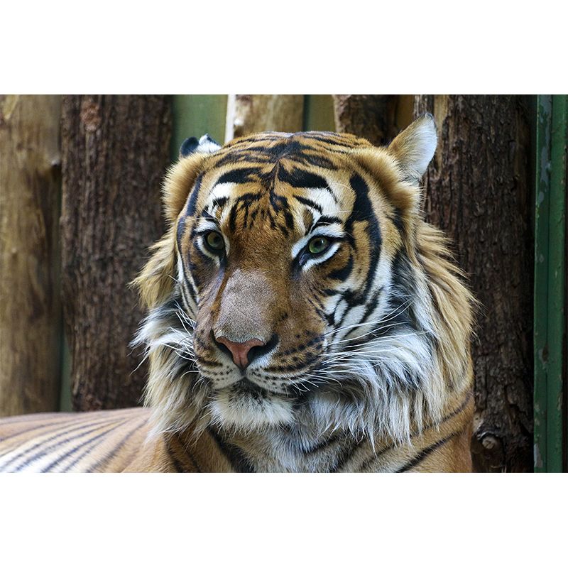 Cool Tiger Jungle Animal Mural Wallpaper Contemporary Wall Covering for Sitting Room