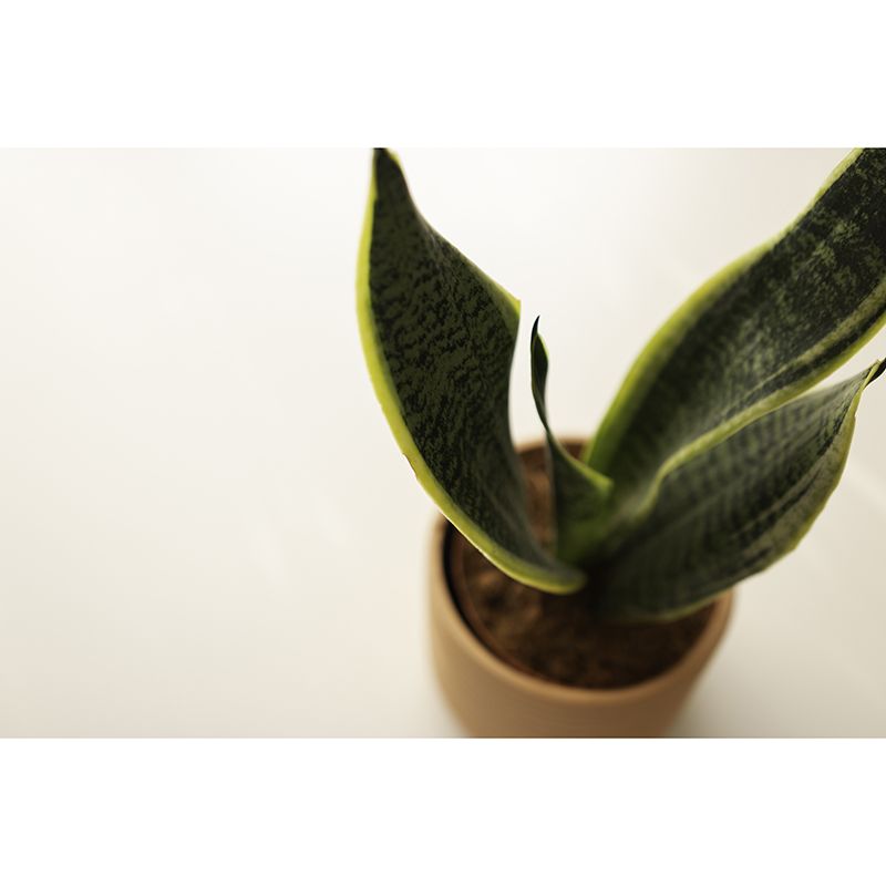 Plant Indoor Decorations Mural Wallpaper for Sleeping Room, Mildew Resistant