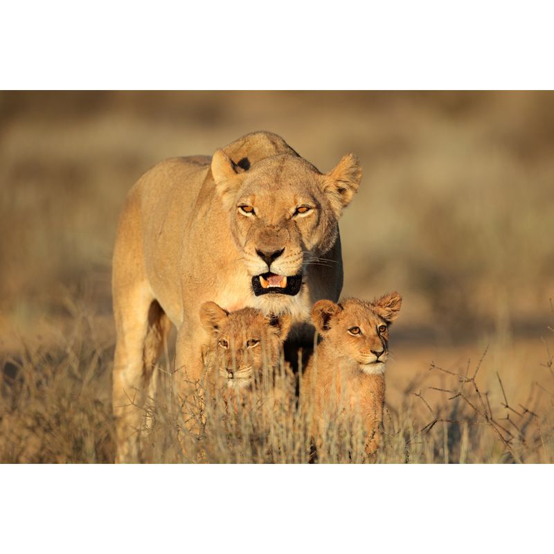 Lion with Its Kids Mural in Brown Modern Style Wall Decor for Living Room, Size Optional