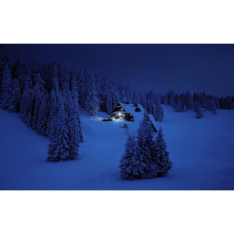 Photography Stain Resistant Mural Wallpaper Forest Indoor Wall Mural