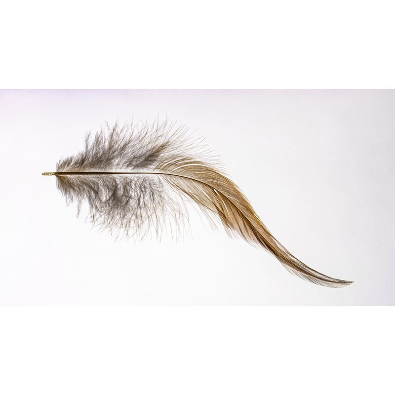 Minimalism Style Feather Wall Mural for Sitting Room Light Color, Personalized Size Available