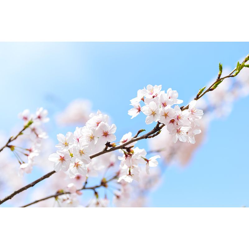 Home Decor Blossoming Flower Mural Wallpaper Customized Modern Wall Covering for Girls Room