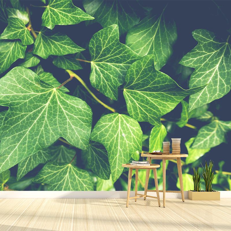 Ivy Leaf Wall Murals Contemporary Style Moisture Resistant Wall Covering
