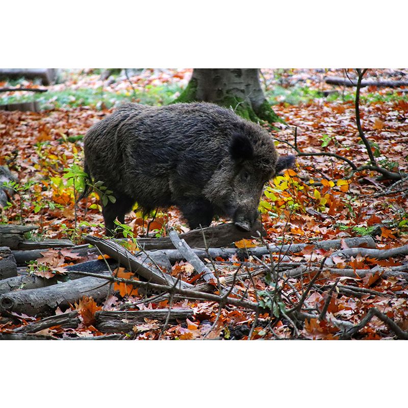 Photography Wild-Boar Mural Wall Decor Mildew Resistant Living Room Wall Mural for Decoration