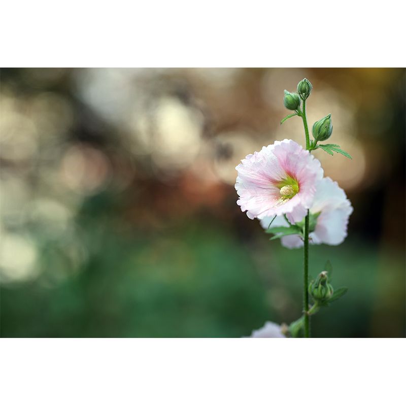 Customized Hollyhock Mural Wall Covering Eco-friendly Wallpaper for Bedroom