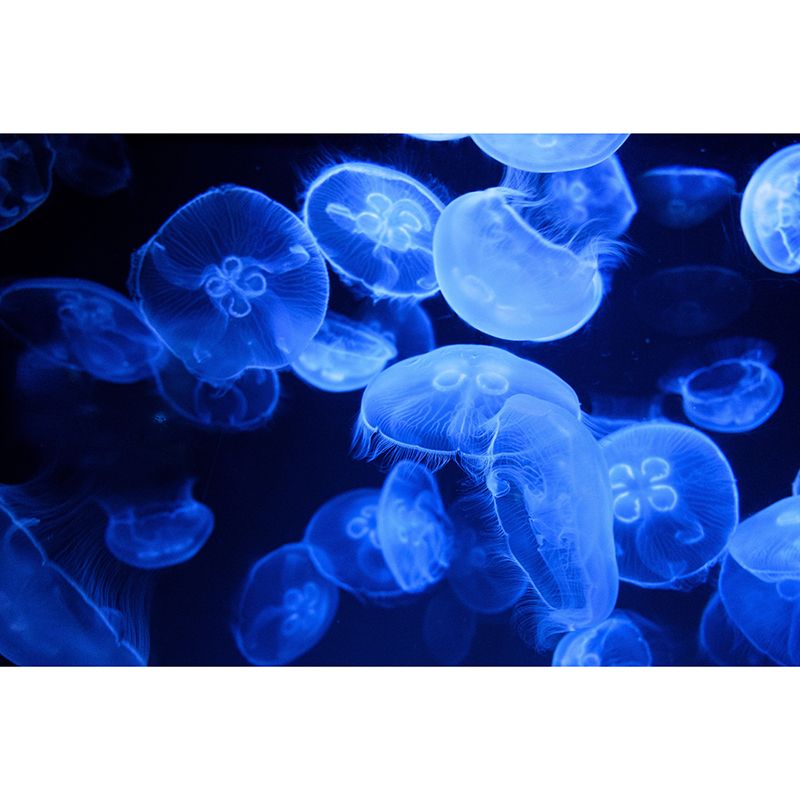 Pleasing Wall Mural Jellyfish Printed Sitting Room Wall Mural