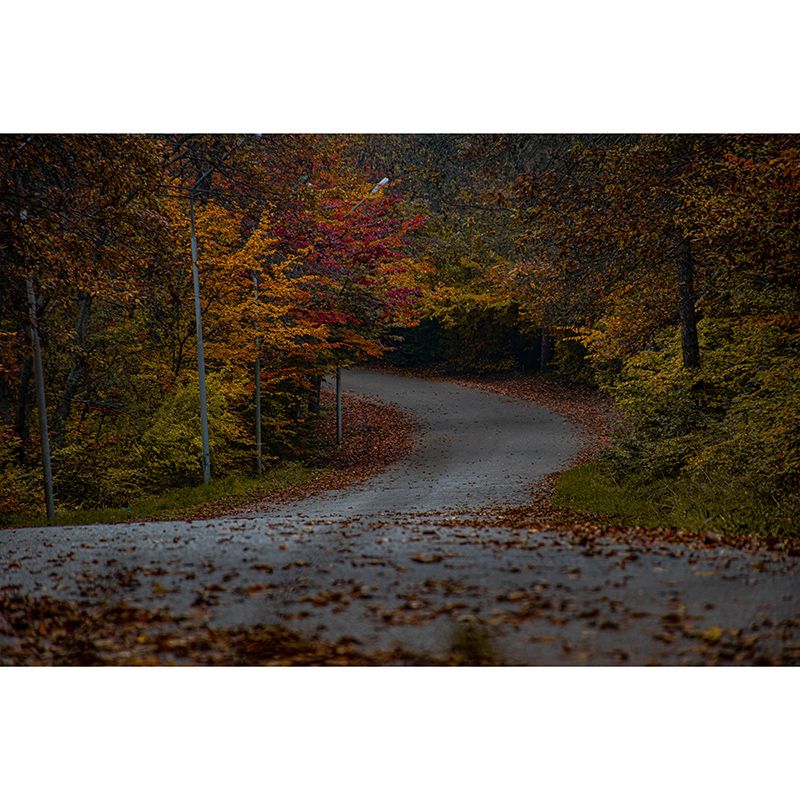 Beautiful Photography Mural Wallpaper Forest Path Indoor Wall Mural