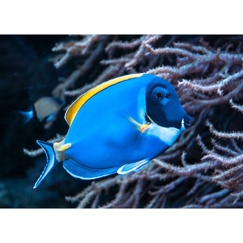 Underwater Life Mural Wallpaper for Living Room Wall Covering in Soft Color