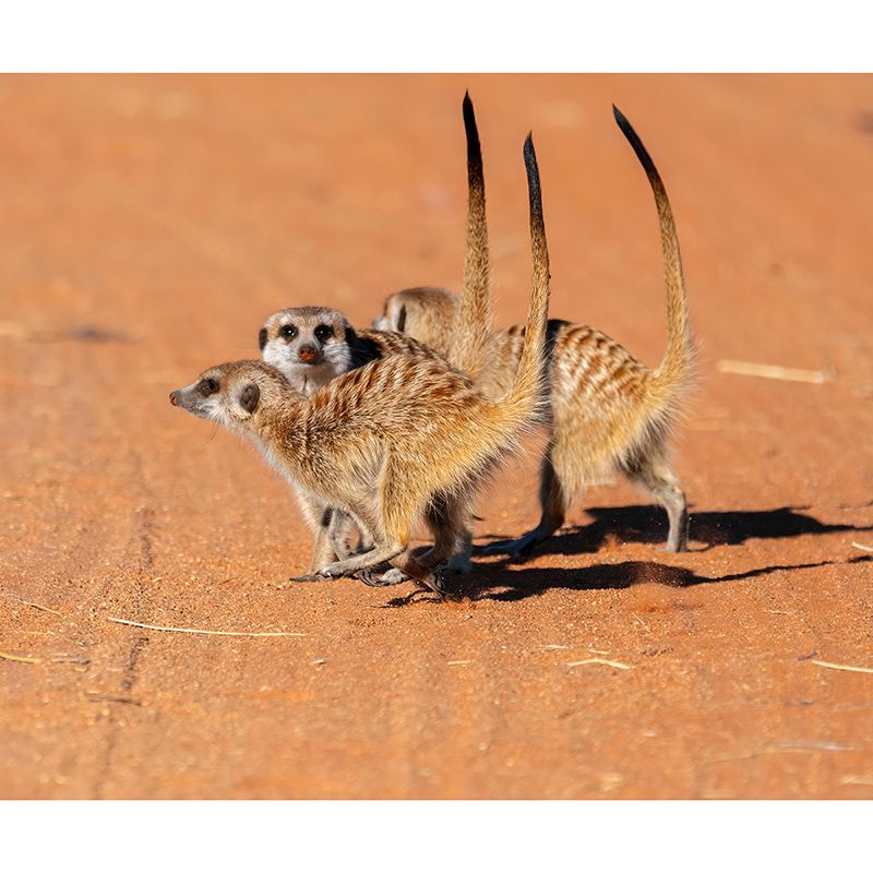 Wall Covering Contemporary Style Wild Animal Mural Wallpaper Mildew Resistant