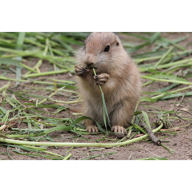 Customized Contemporary Prairie-Dog Mural Mildew Resistant for Sitting Room Bedroom