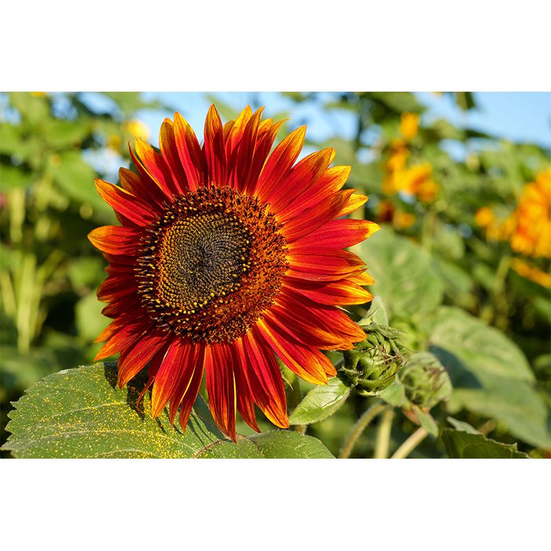 Blooming Sunflower Mural Wallpaper Environmental Contemporary for Bedroom