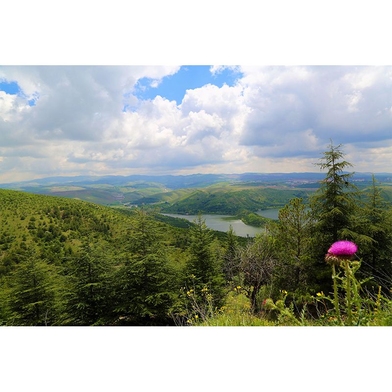 Environment Friendly Decorative Murals Forest Sitting Room Wall Murals Wallpaper