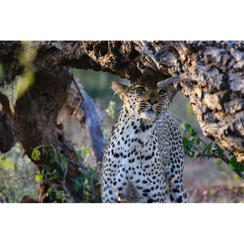 Creative Leopard Animal Wallpaper Mural Full Size Bedroom Decor Design